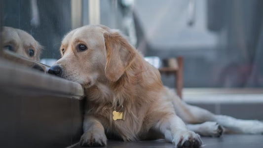 Depressão em Cães: Sinais, Causas e Como Ajudar Seu Amigo Canino