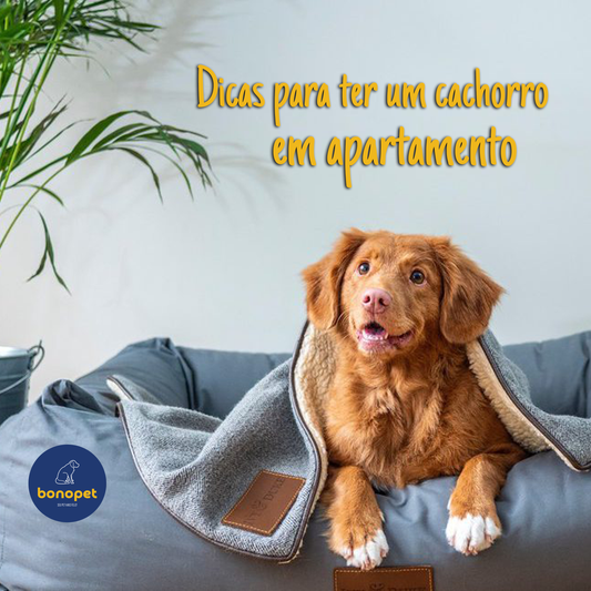 Dicas para ter um cachorro em apartamento. - BonoPet