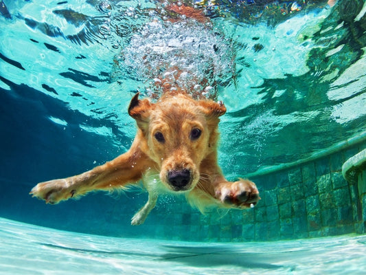 Como Ensinar Seu Cachorro a Nadar