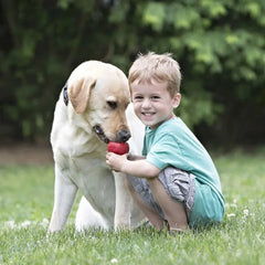 KONG Classic | Para Cachorro - BonoPet